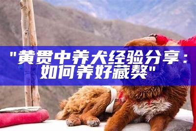 "黄贯中养犬经验分享：如何养好藏獒"